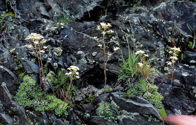 Saxifrage aizoon &copy; Jean-Pierre Nicollet - Parc national des Ecrins