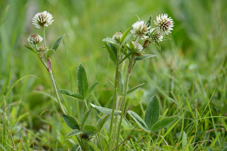 Trèfle des montagnes &copy; Bernard Nicollet - Parc national des Ecrins