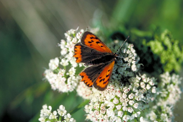 Cuivré commun &copy; Jean-Marie Gourreau - Parc national des Ecrins