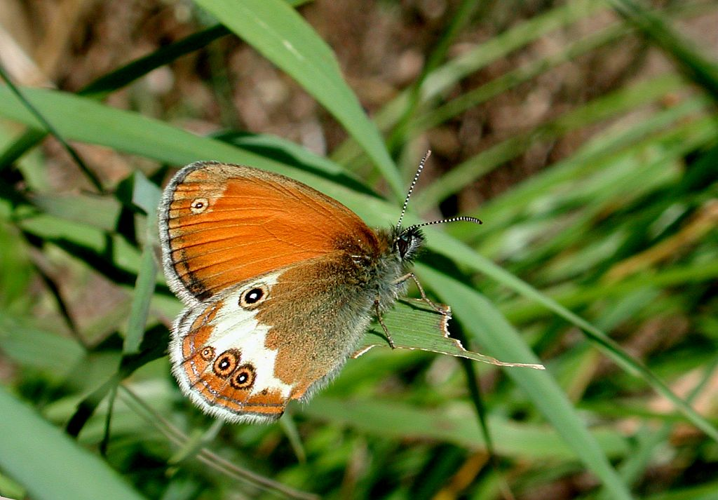 Céphale &copy; Jean-Marie Gourreau - Parc national des Ecrins