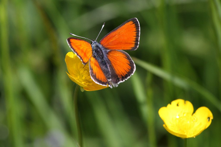 Lycaena hippothoe &copy; Marc Corail - Parc National des Ecrins