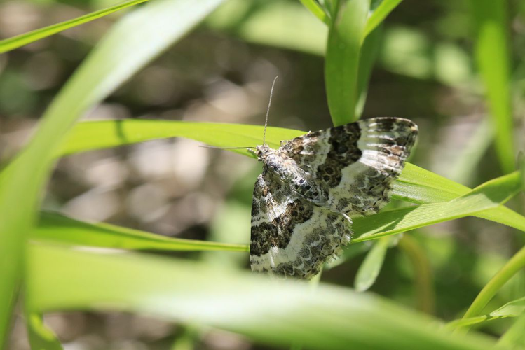 Epirrhoe alternata &copy; Marc Corail - Parc national des Ecrins