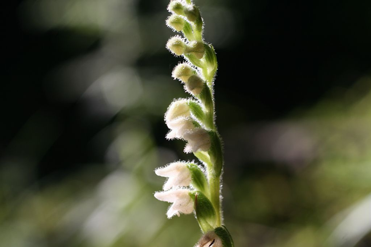 Goodyère rampante &copy; Marie-Geneviève Nicolas - Parc national des Ecrins