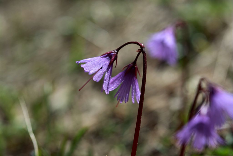 Soldanelle des Alpes &copy; Cédric Dentant - Parc national des Ecrins