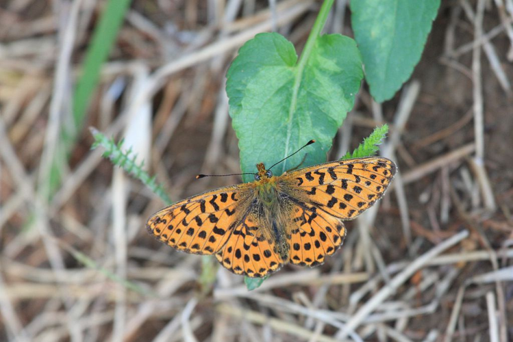 Grand collier argenté &copy; Marc Corail - Parc national des Ecrins