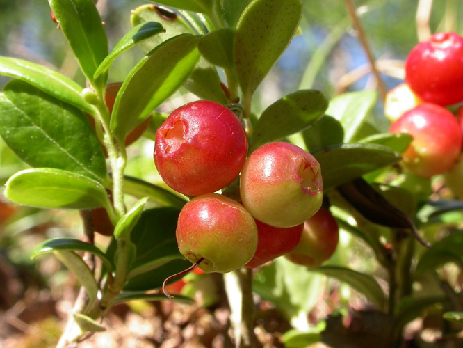 Airelle rouge, vigne du mont Ida &copy; Christophe Albert - Parc national des Ecrins