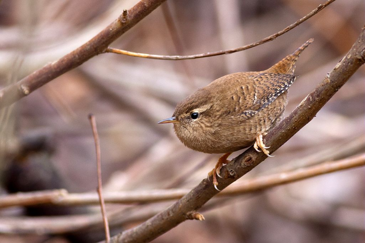Troglodyte mignon &copy; Pascal Saulay - Parc national des Ecrins