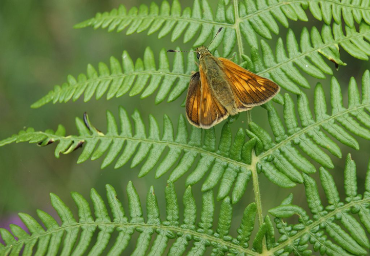 Sylvaine (La), Sylvain (Le), Sylvine (La) &copy; Donovan Maillard - Parc national des Ecrins