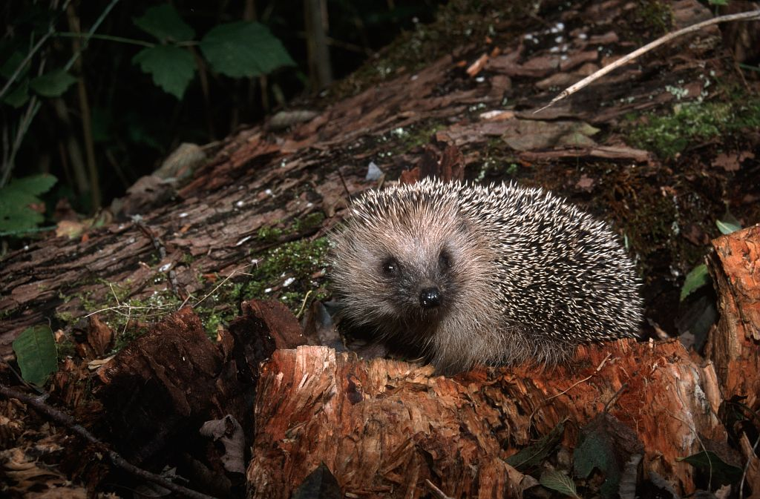 Hérisson d'Europe © Marc Corail - Parc national des Ecrins