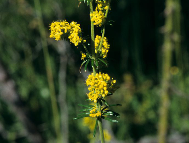 Gaillet jaune, Caille-lait jaune &copy; Bernard Nicollet - Parc national des Ecrins