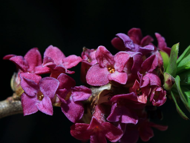 Bois-joli, Daphné bois-gentil, Bois-gentil &copy; Christophe Albert - Parc national des Ecrins