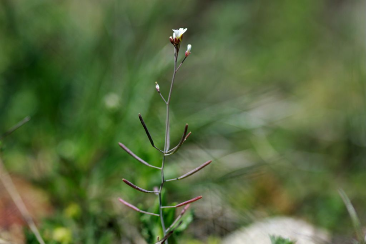 Arabette dressée, Arabette auriculée &copy; Cédric Dentant - Parc national des Ecrins
