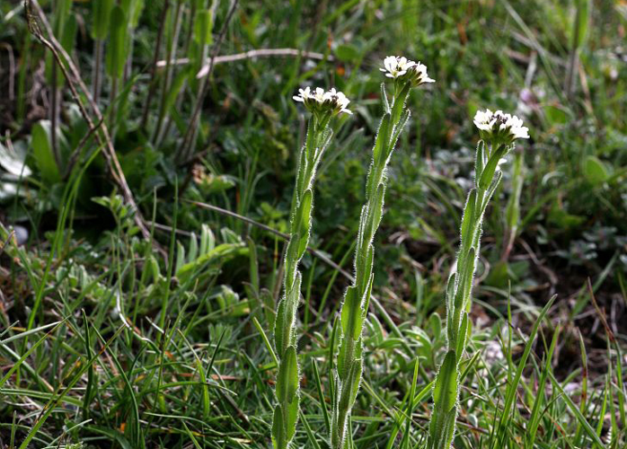 Arabette poilue, Arabette hérissée &copy; Bernard Nicollet - Parc national des Ecrins