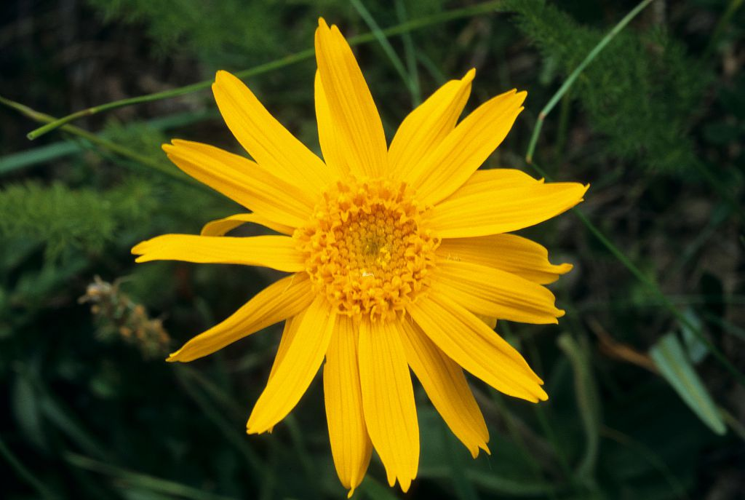 Arnica des montagnes, Herbe aux prêcheurs &copy; Bernard Nicollet - Parc national des Ecrins