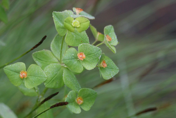 Euphorbe douce, Euphorbe pourprée © Marc Corail - Parc national des Ecrins