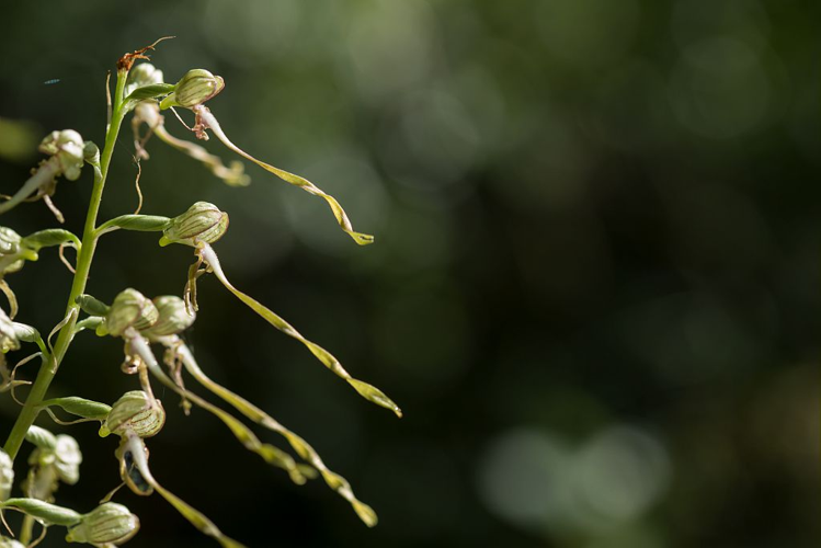 Orchis bouc, Himantoglosse à odeur de bouc &copy; Thierry Maillet - Parc national des Ecrins