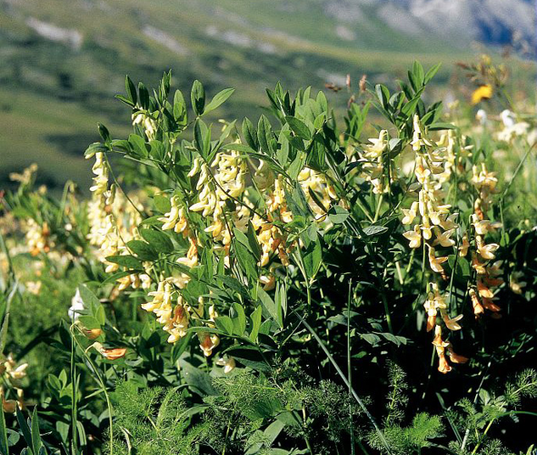 Gesse de l'Occident, Gesse jaune &copy; Bernard Nicollet - Parc national des Ecrins