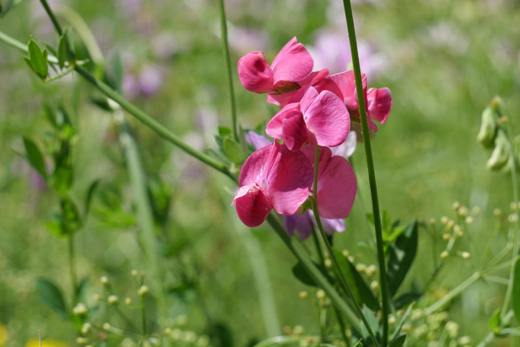 Macusson, Gland-de-terre &copy; Marie-Geneviève Nicolas - Parc national des Ecrins