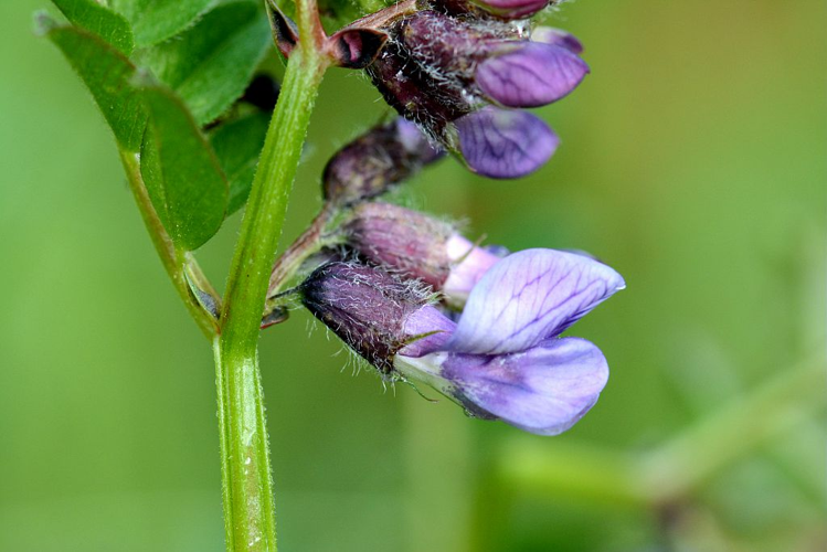Vesce des haies &copy; Bernard Nicollet - Parc national des Ecrins