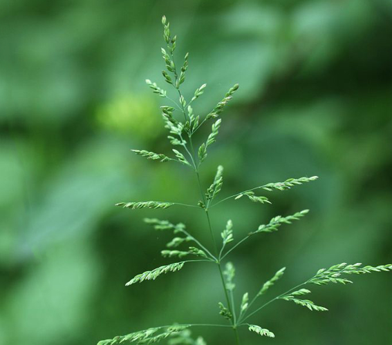 Pâturin commun, Gazon d'Angleterre &copy; Cédric Dentant - Parc national des Ecrins