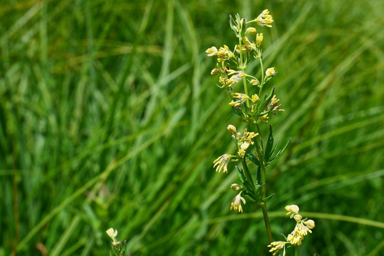 Pigamon simple &copy; Marie-Geneviève Nicolas - Parc national des Ecrins