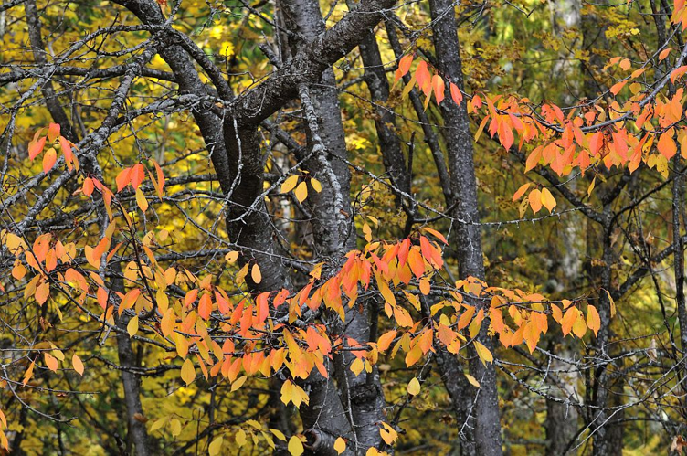 Prunier merisier, Cerisier &copy; Mireille Coulon - Parc national des Ecrins