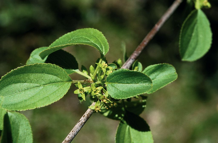 Nerprun purgatif - fleurs © Bernard Nicollet - Parc national des Ecrins