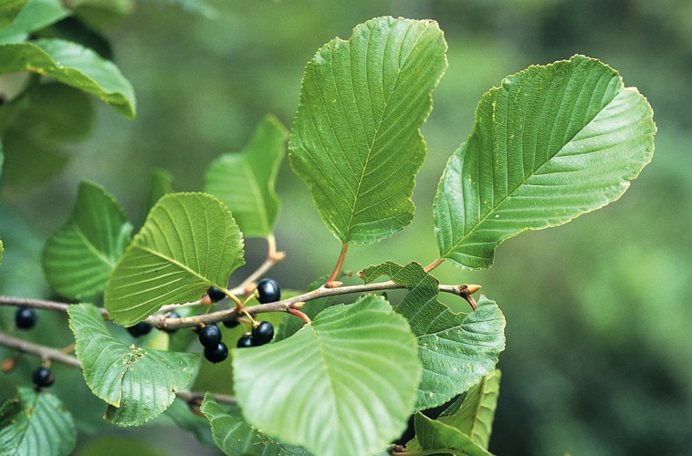 Nerprun des Alpes - fruits &copy; Bernard Nicollet - Parc national des Ecrins