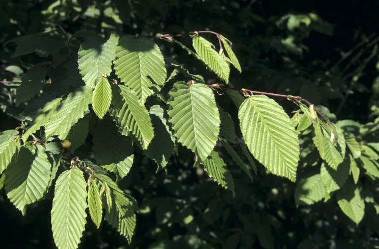 Charme, Charmille &copy; Cyril Coursier - Parc national des Ecrins