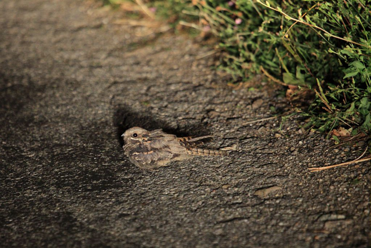 Engoulevent d'Europe &copy; Marc Corail - Parc national des Ecrins