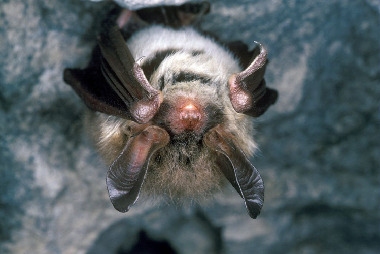 Murin de Bechstein &copy; François Schwaab