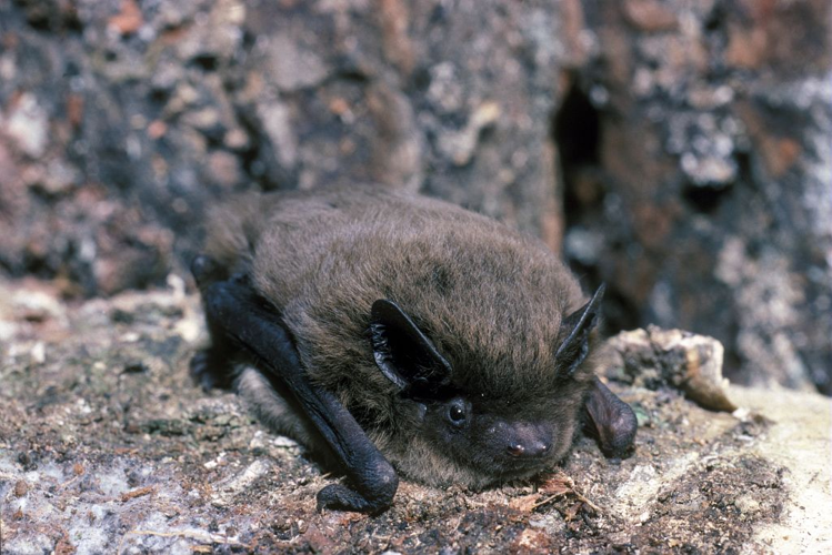 Pipistrelle de Nathusius &copy; François Schwaab