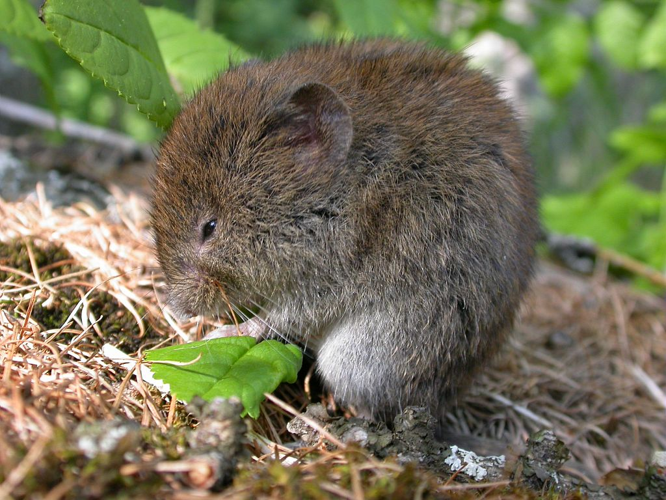 Campagnol roussâtre &copy; Christophe Albert - Parc national des Ecrins