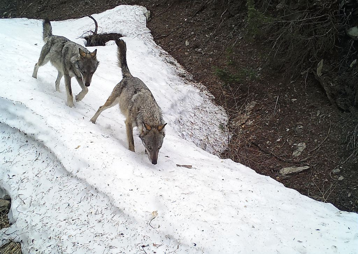 Loup gris des Ecrins © Ludovic Imberdis - Parc national des Ecrins