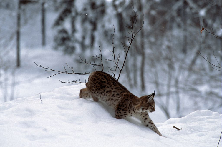 Lynx boréal &copy; Robert Chevalier - Parc national des Ecrins