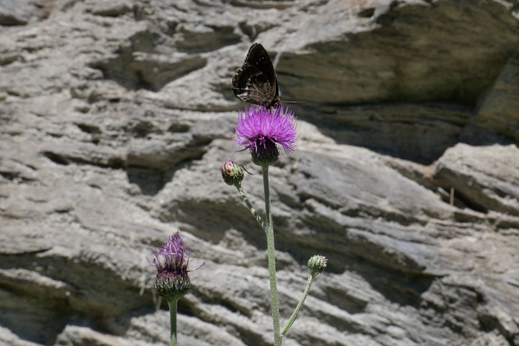 Cirse bulbeux &copy; Marie-Geneviève Nicolas - Parc national des Ecrins
