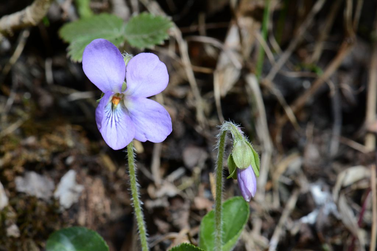 Violette hérissée &copy; Bernard Nicollet - Parc national des Ecrins