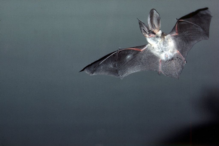 Oreillard gris, Oreillard méridional &copy; François Schwaab