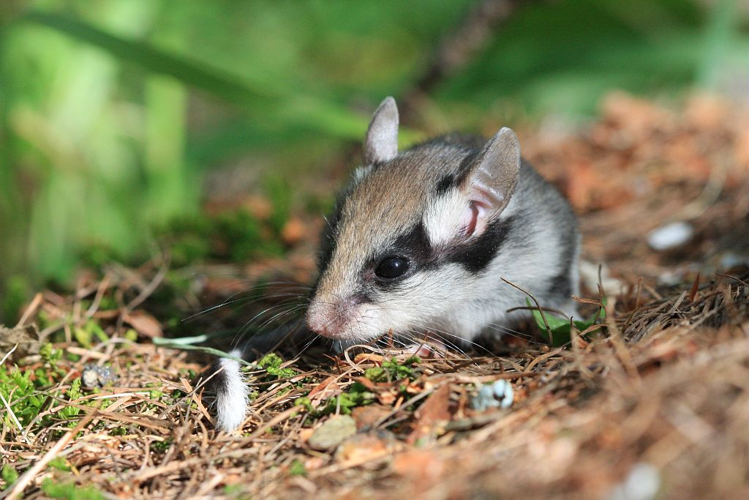 Lérot &copy; Marc Corail - Parc national des Ecrins