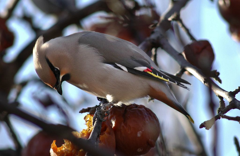 Jaseur boréal, Jaseur de Bohème &copy; Gil Deluermoz - Parc national des Ecrins