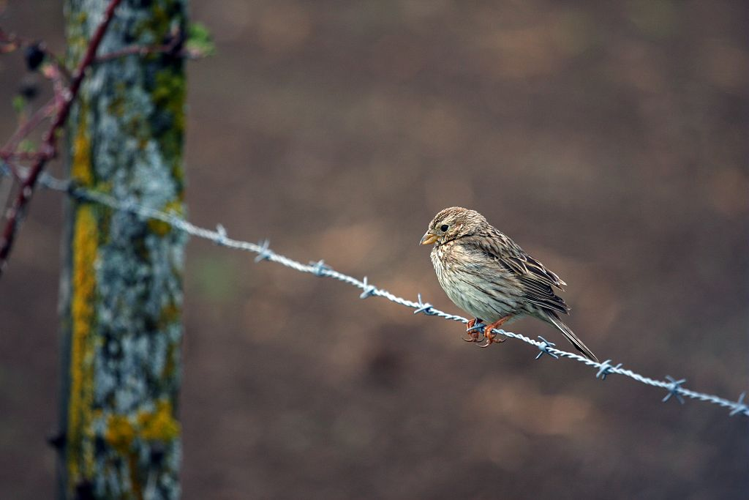 Bruant proyer dans le Champsaur &copy; Marc Corail - Parc national des Ecrins
