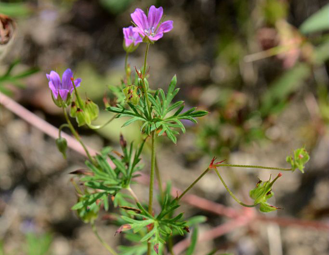 Géranium des colombes, Pied de pigeon &copy; Bernard Nicollet - Parc national des Ecrins