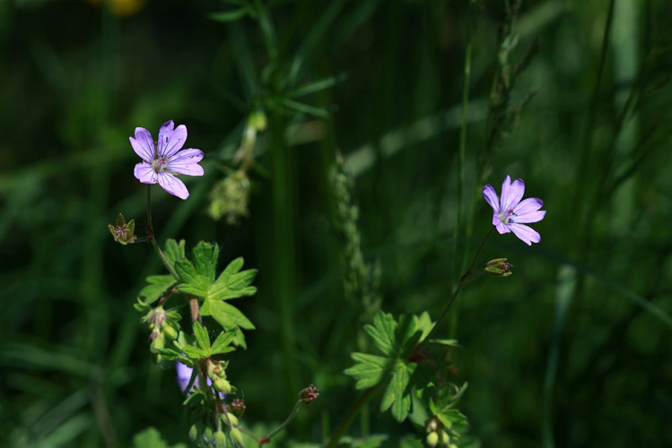 Géranium des Pyrénées © Cédric Dentant - Parc national des Ecrins