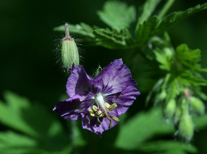 Géranium brun &copy; Cédric Dentant - Parc national des Ecrins