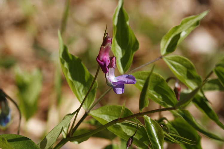 Gesse printanière, Orobe printanier &copy; Bernard Nicollet - Parc national des Ecrins