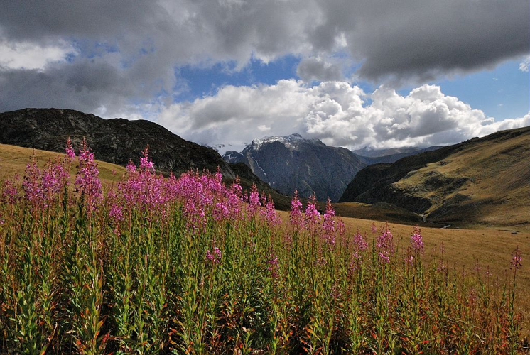 Épilobe en épi, Laurier de saint Antoine &copy; Mireille Coulon - Parc national des Ecrins