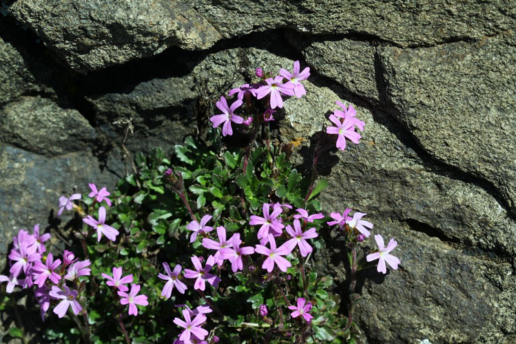 Érine des Alpes &copy; Cédric Dentant - Parc national des Ecrins