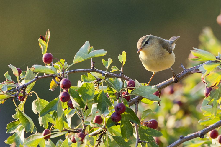 Pouillot fitis &copy; Pascal Saulay - Parc national des Ecrins