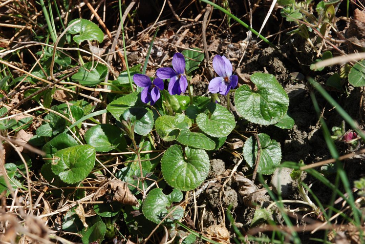 Violette des Pyrénées &copy; Bernard Nicollet - Parc national des Ecrins