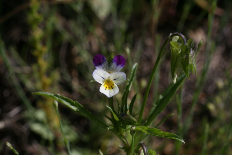 Pensée des champs &copy; Marie-Geneviève Nicolas - Parc national des Ecrins
